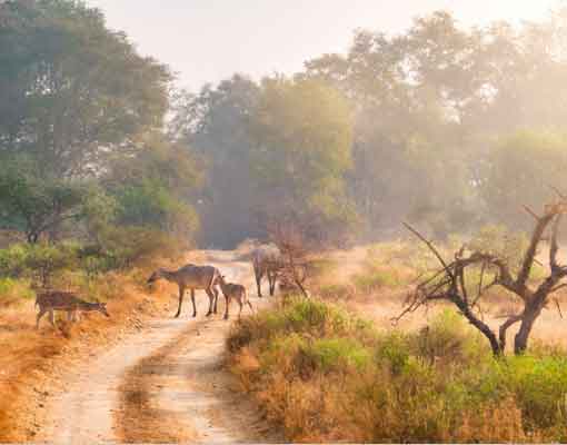 Same Day Jaipur Ranthambore Tour